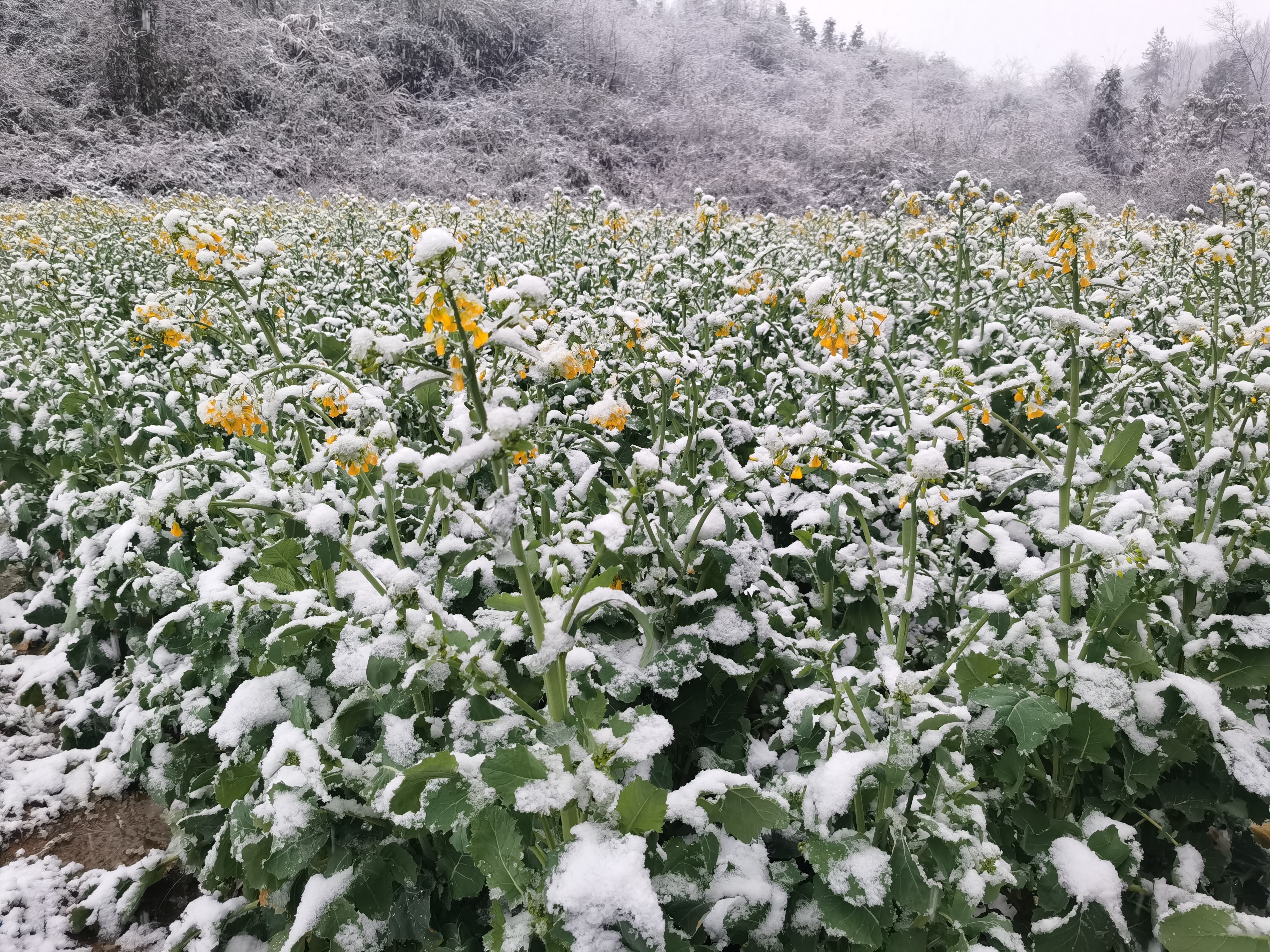 雪与花的邂逅
