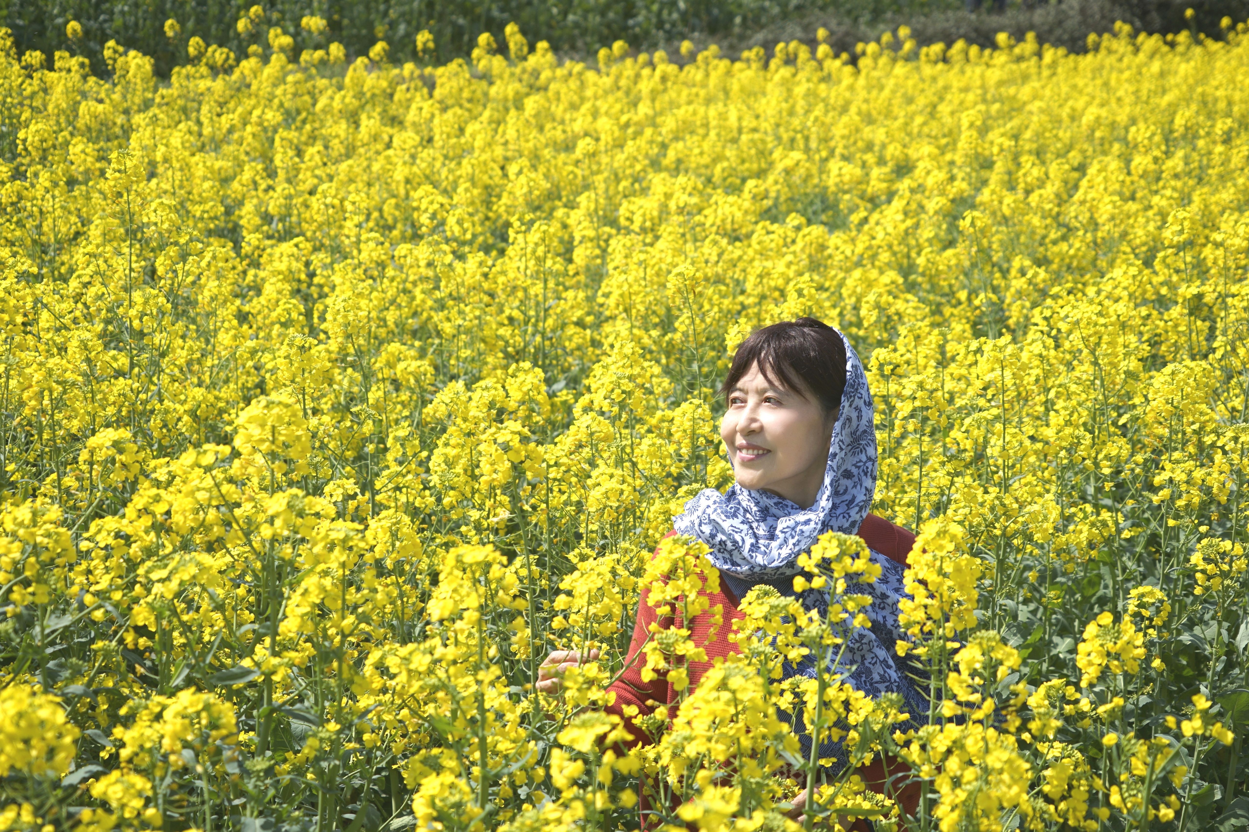 又闻菜花香