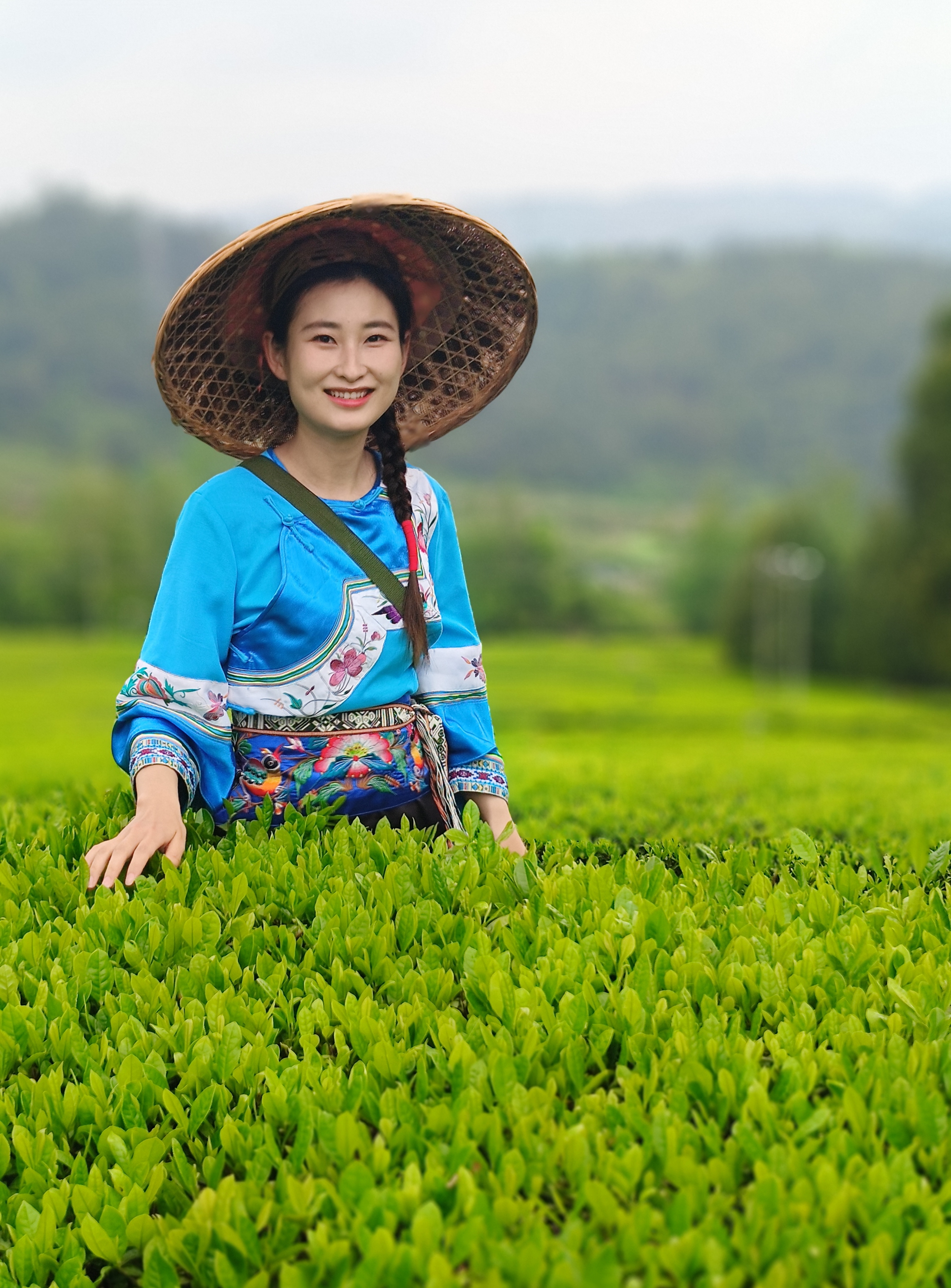 茶葉飄香