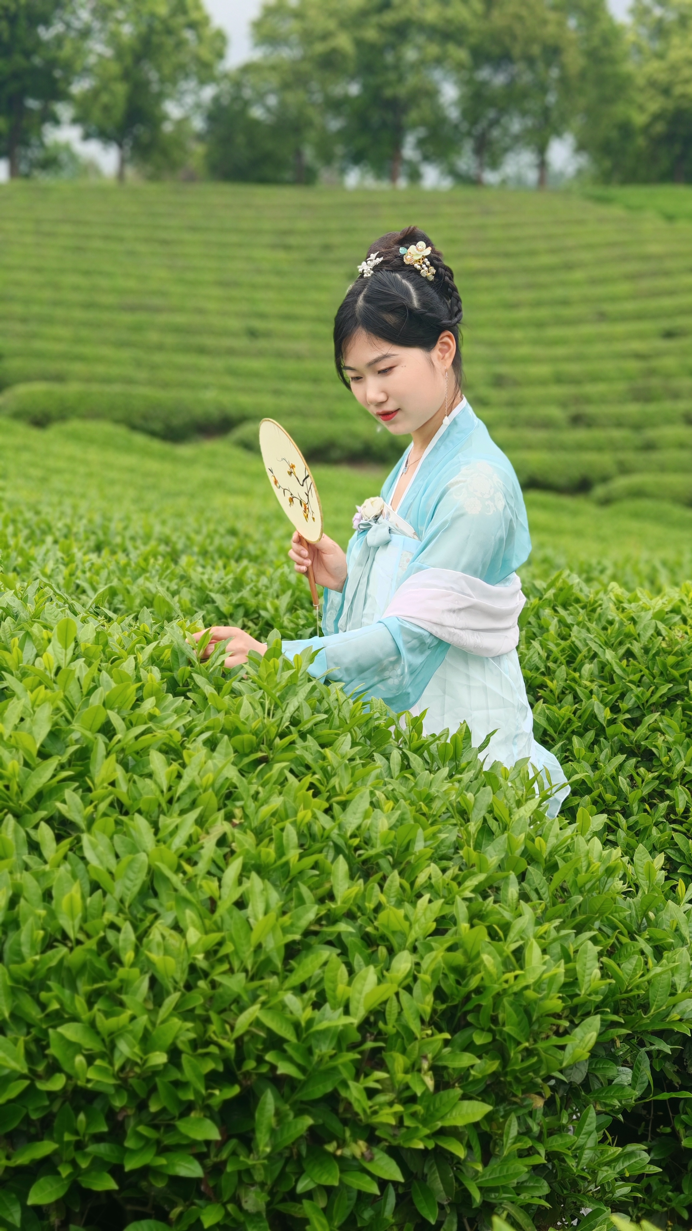 茶园春色