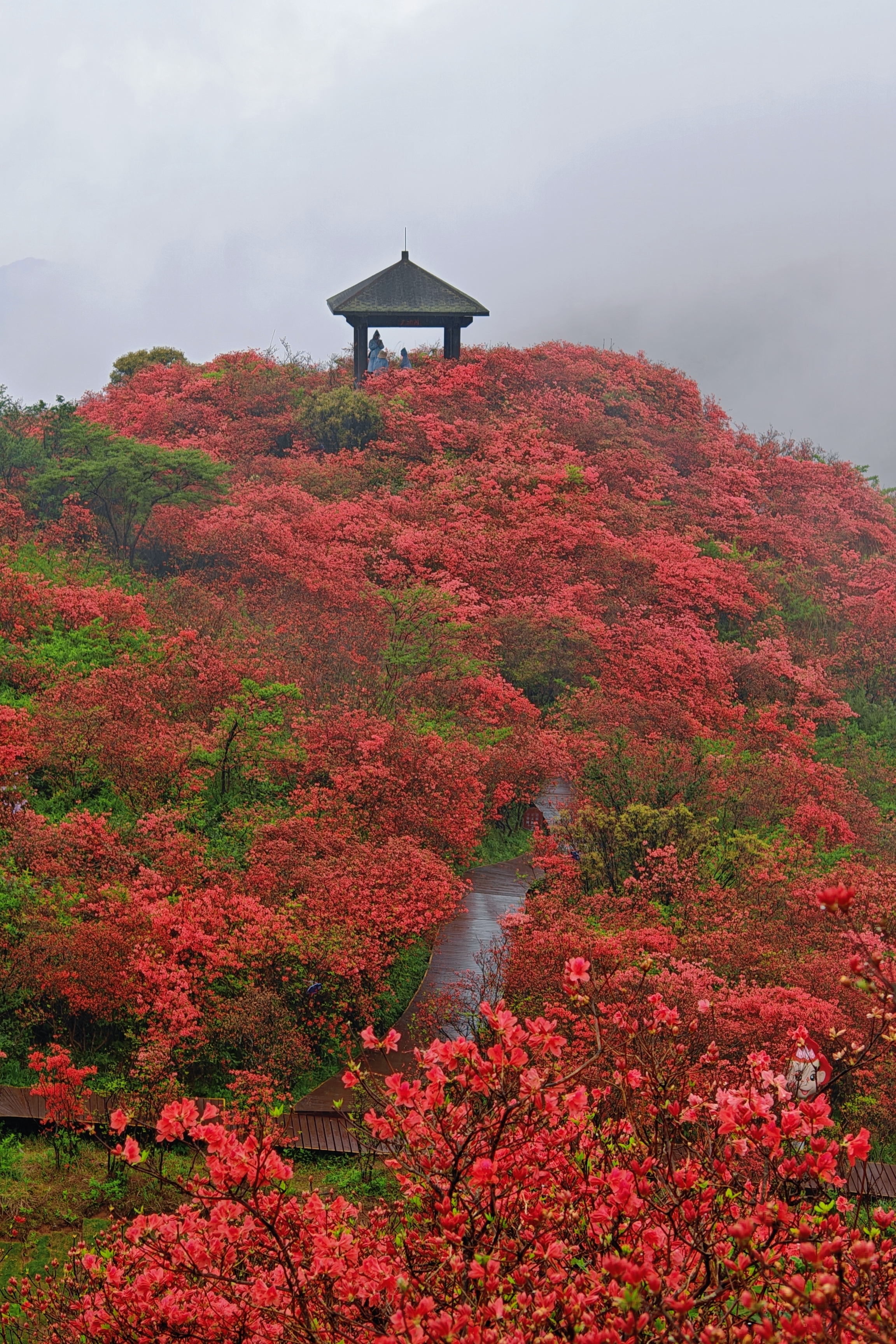 大围山杜鹃花开