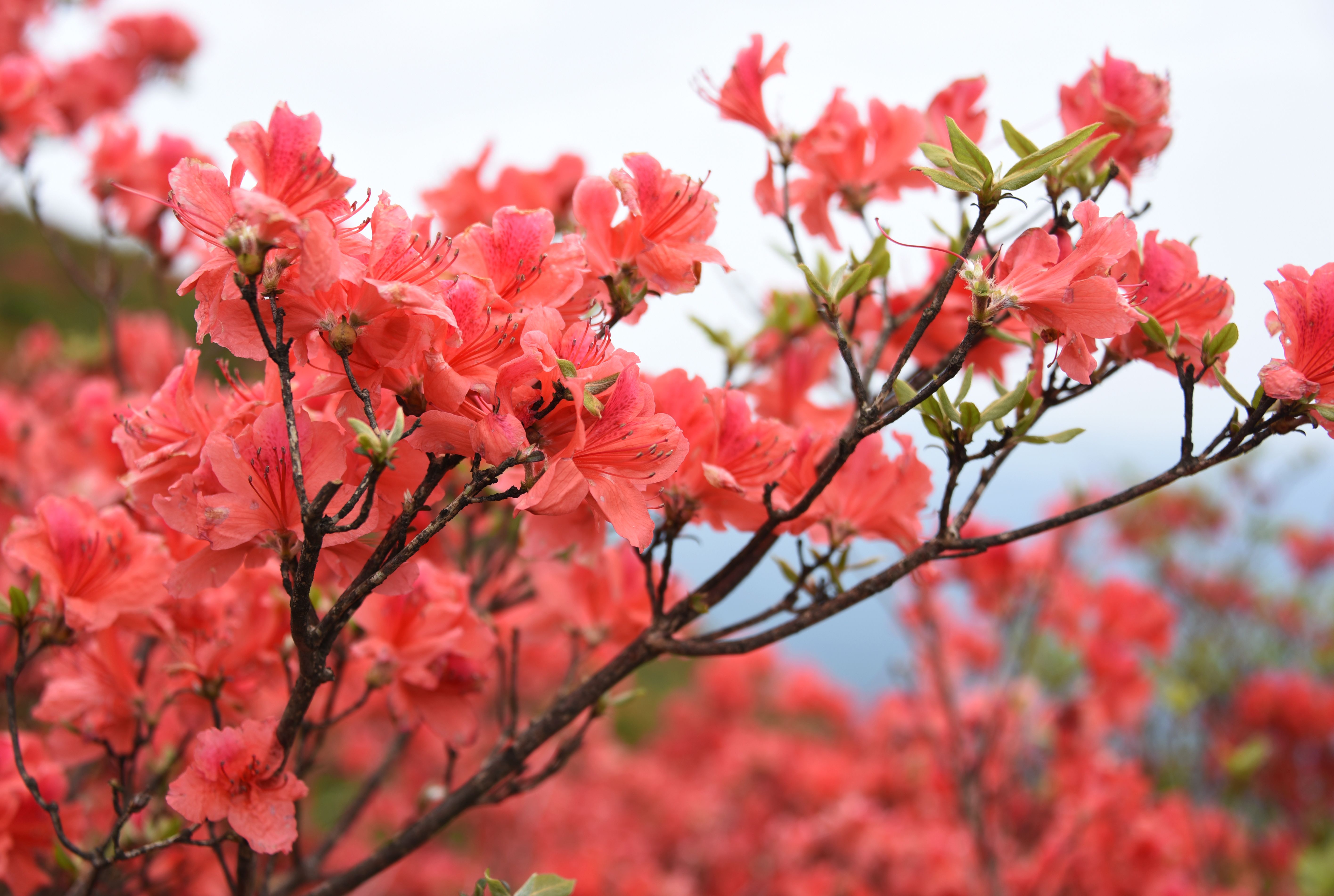 杜鹃花开红似火