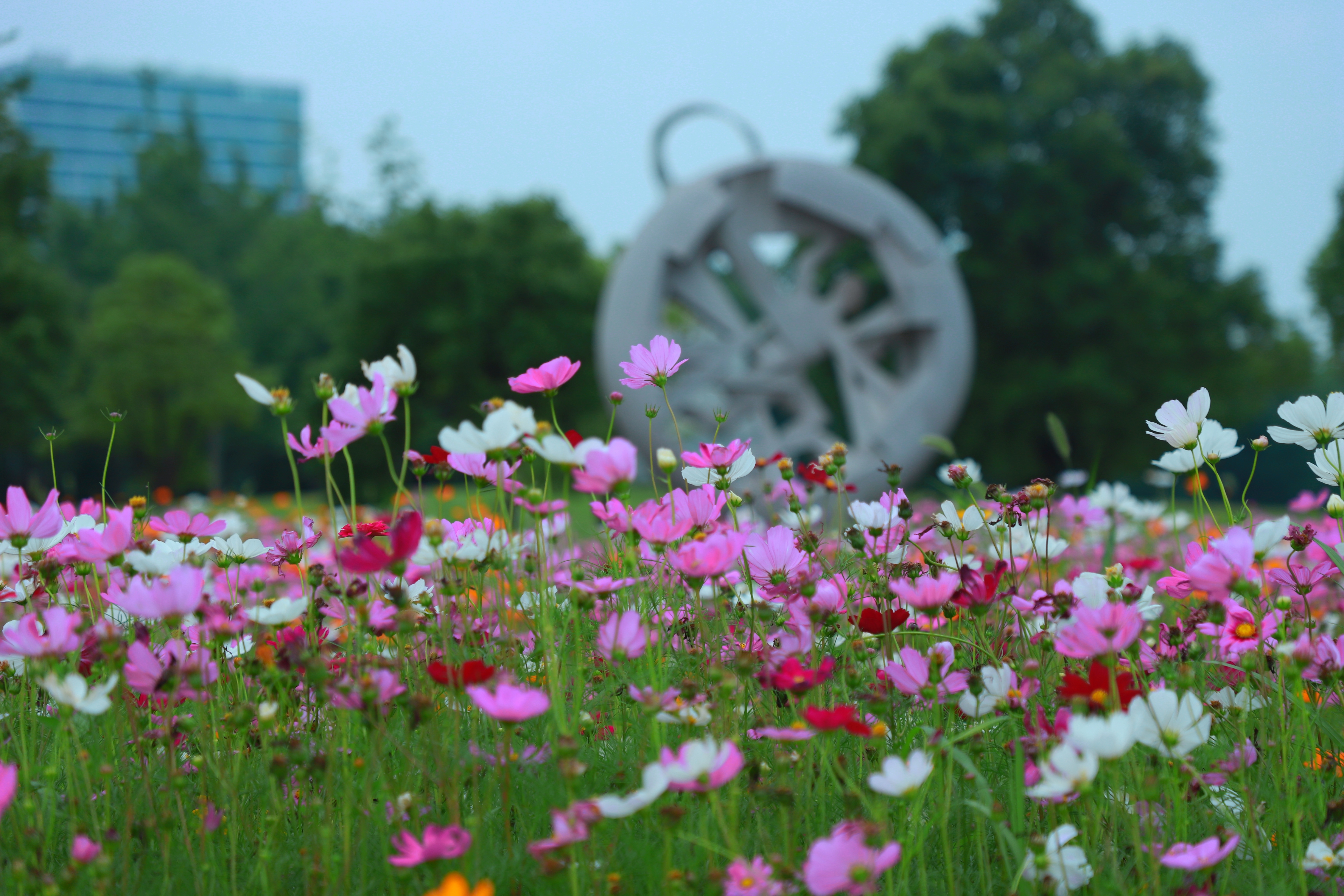 格桑花开