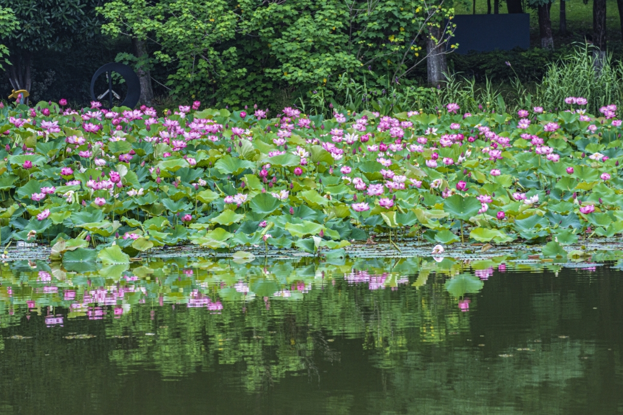 夏日荷塘 花开满池