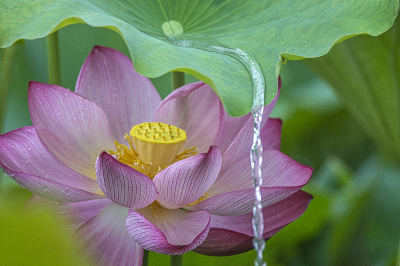 夏雨荷