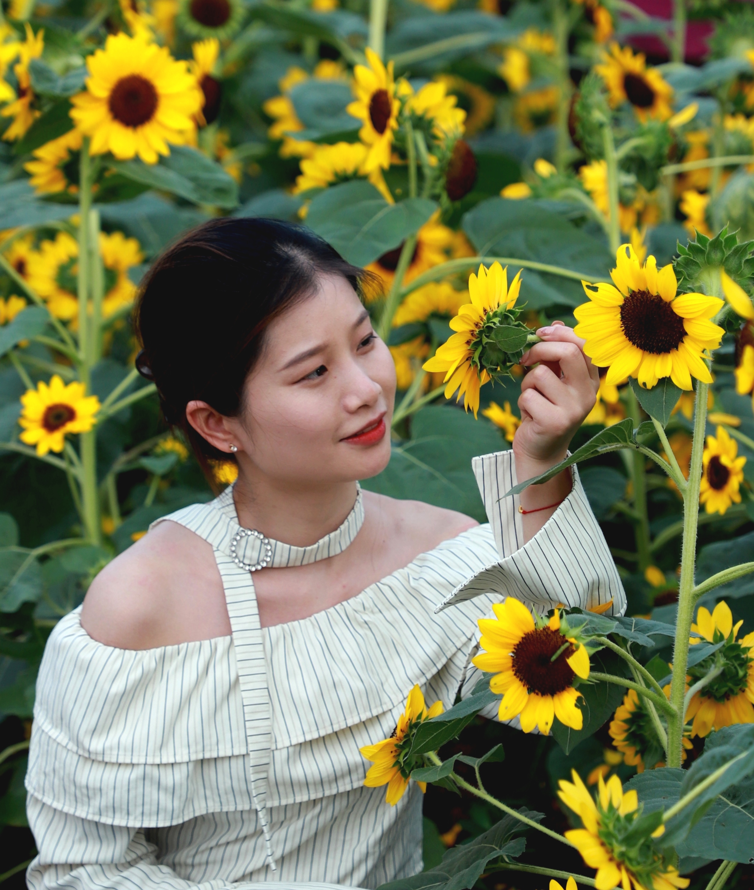 花儿向阳开
