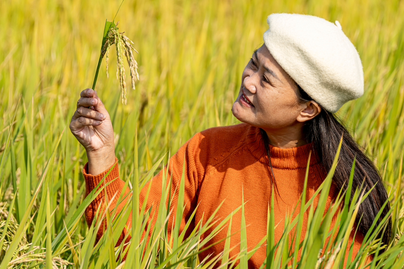 遇见一片金色稻田
