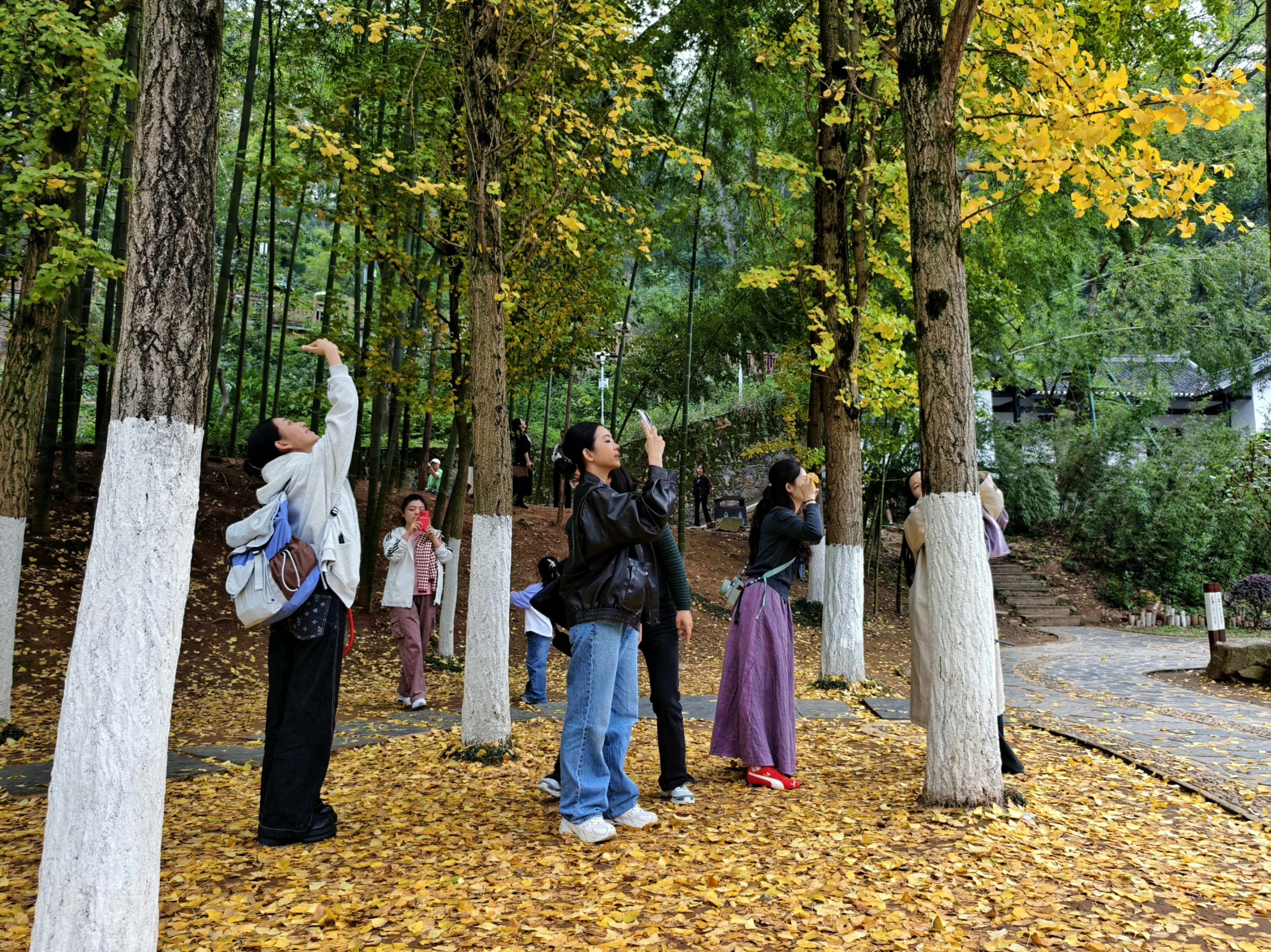 岳麓山的银杏黄了
