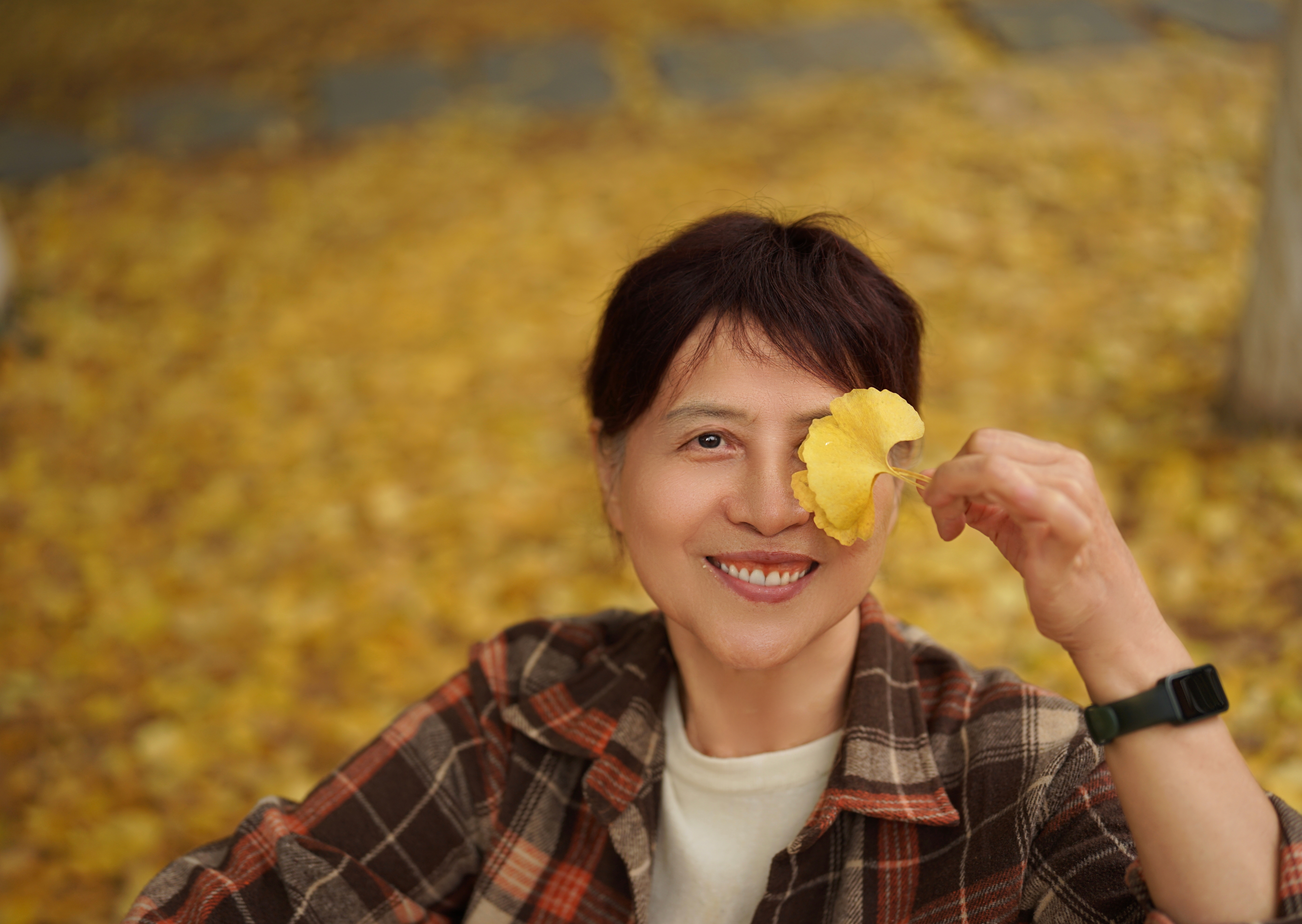 霜染岳麓  银杏飘黄