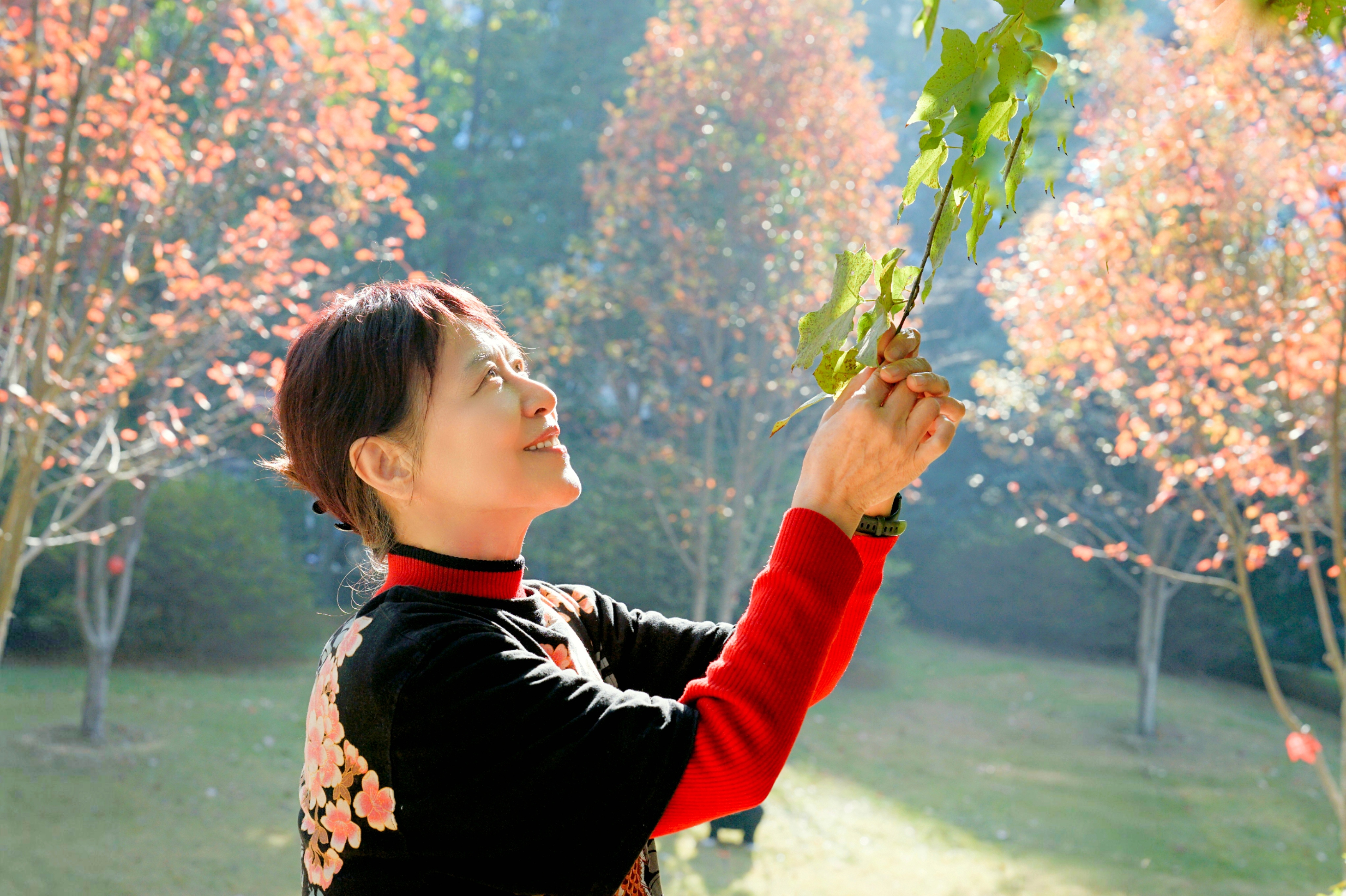 枫红杏黄校园里