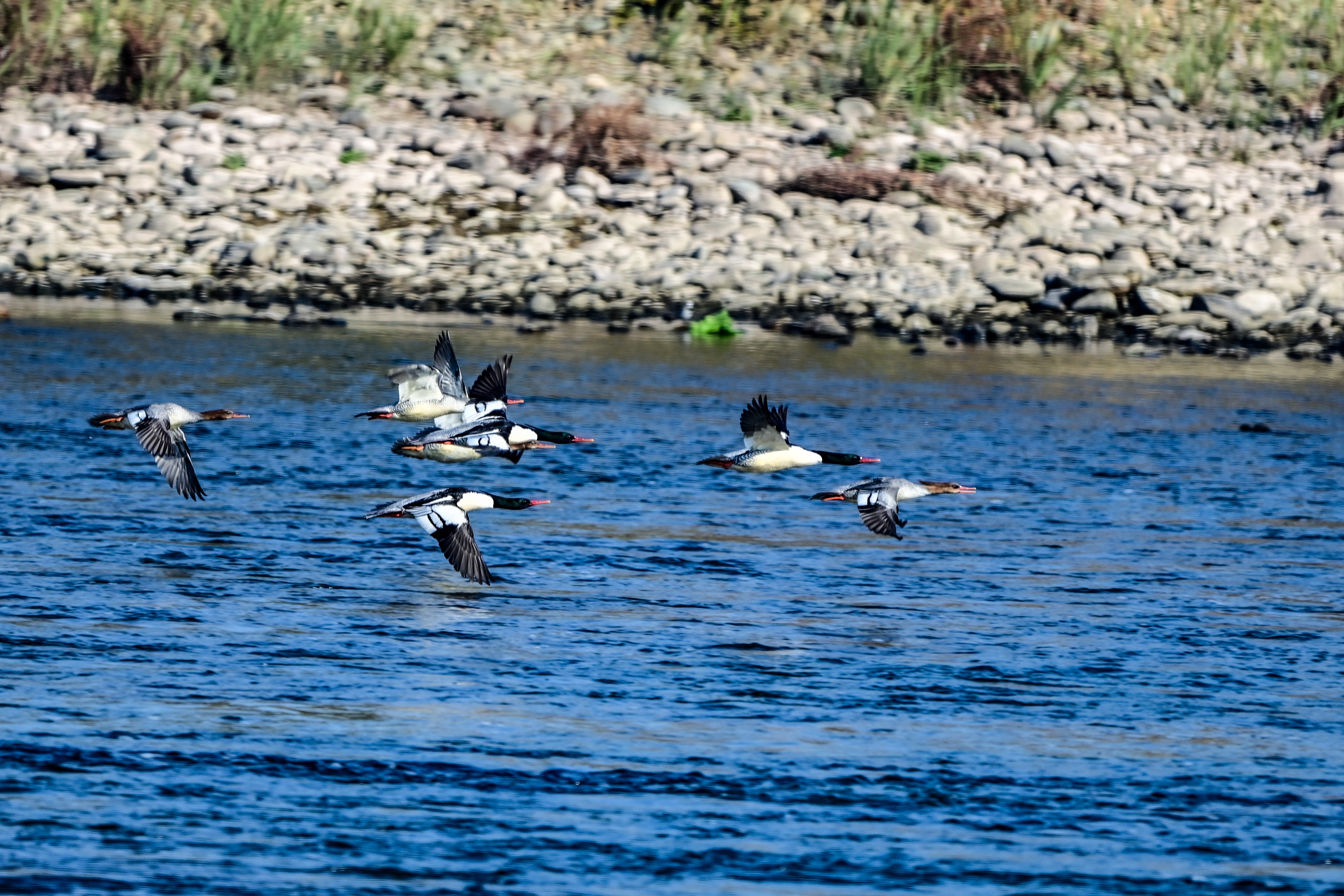 中华秋沙鸭现身锦江河
