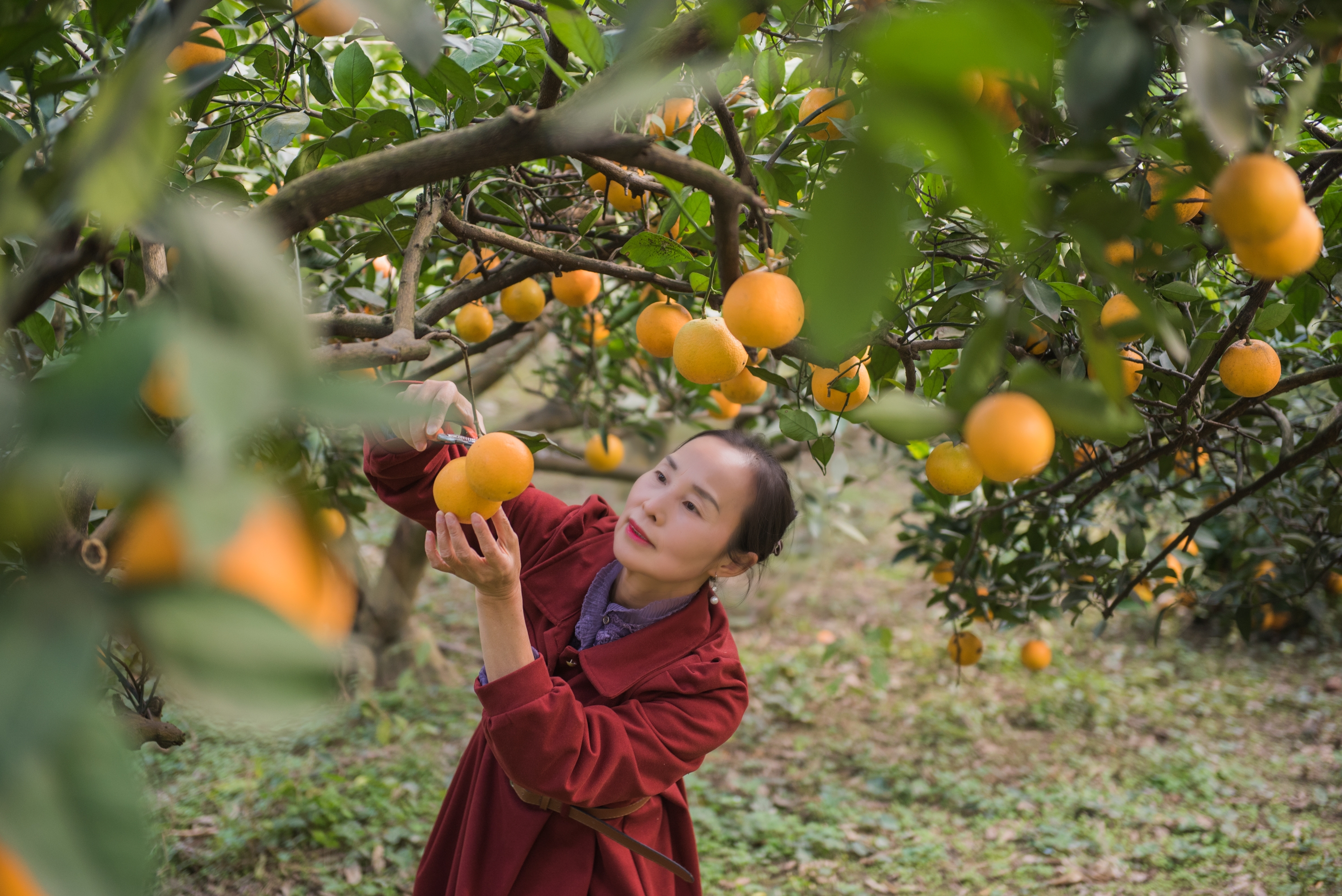 硕果满枝引客来