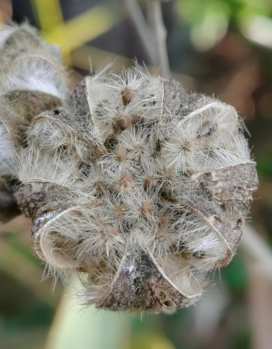 散文丨木华芙蓉
