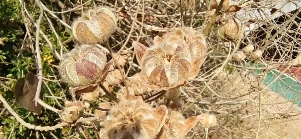 散文丨木华芙蓉