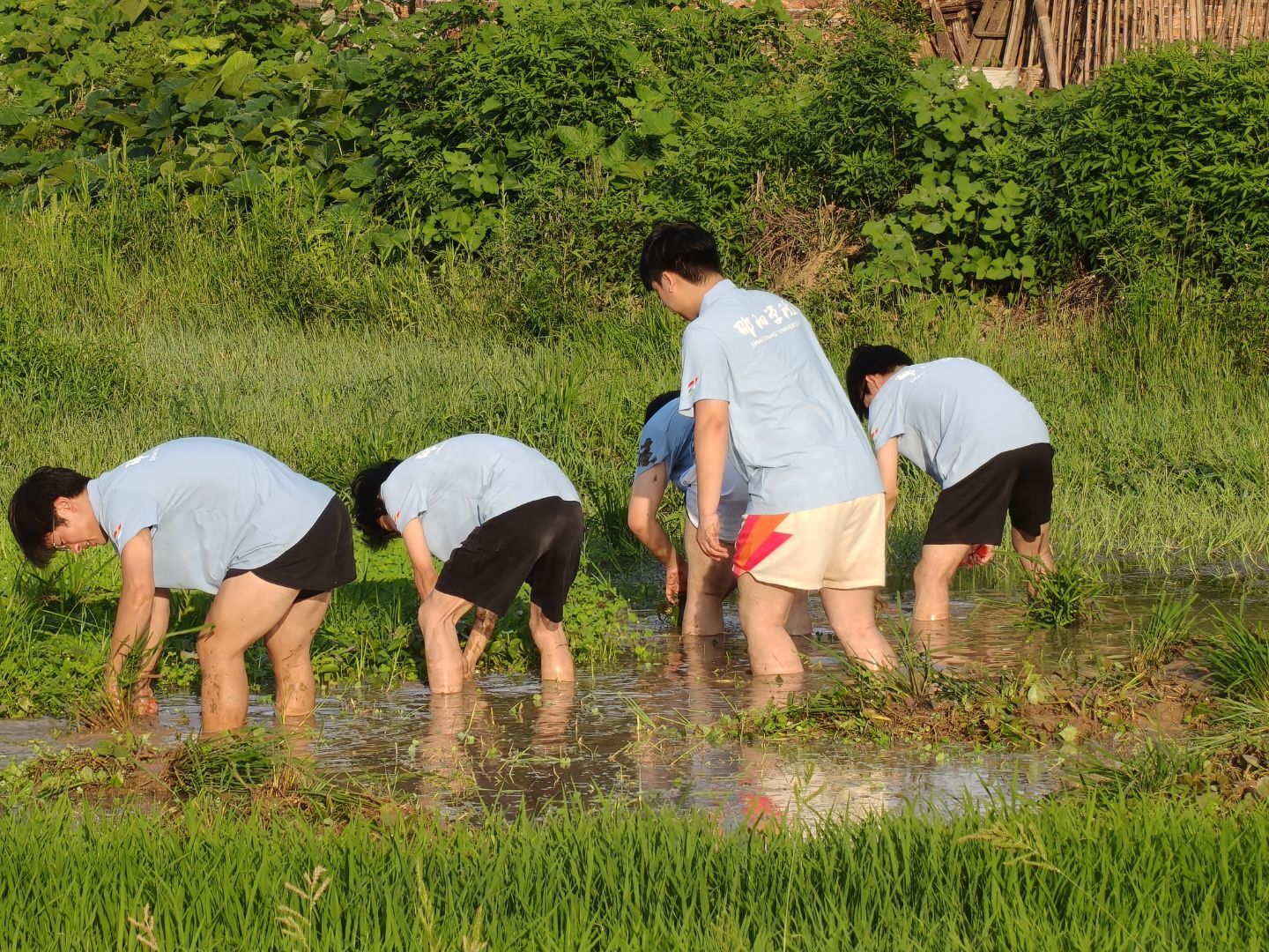 踏泥下田躬劳作，青年深耕乡土间